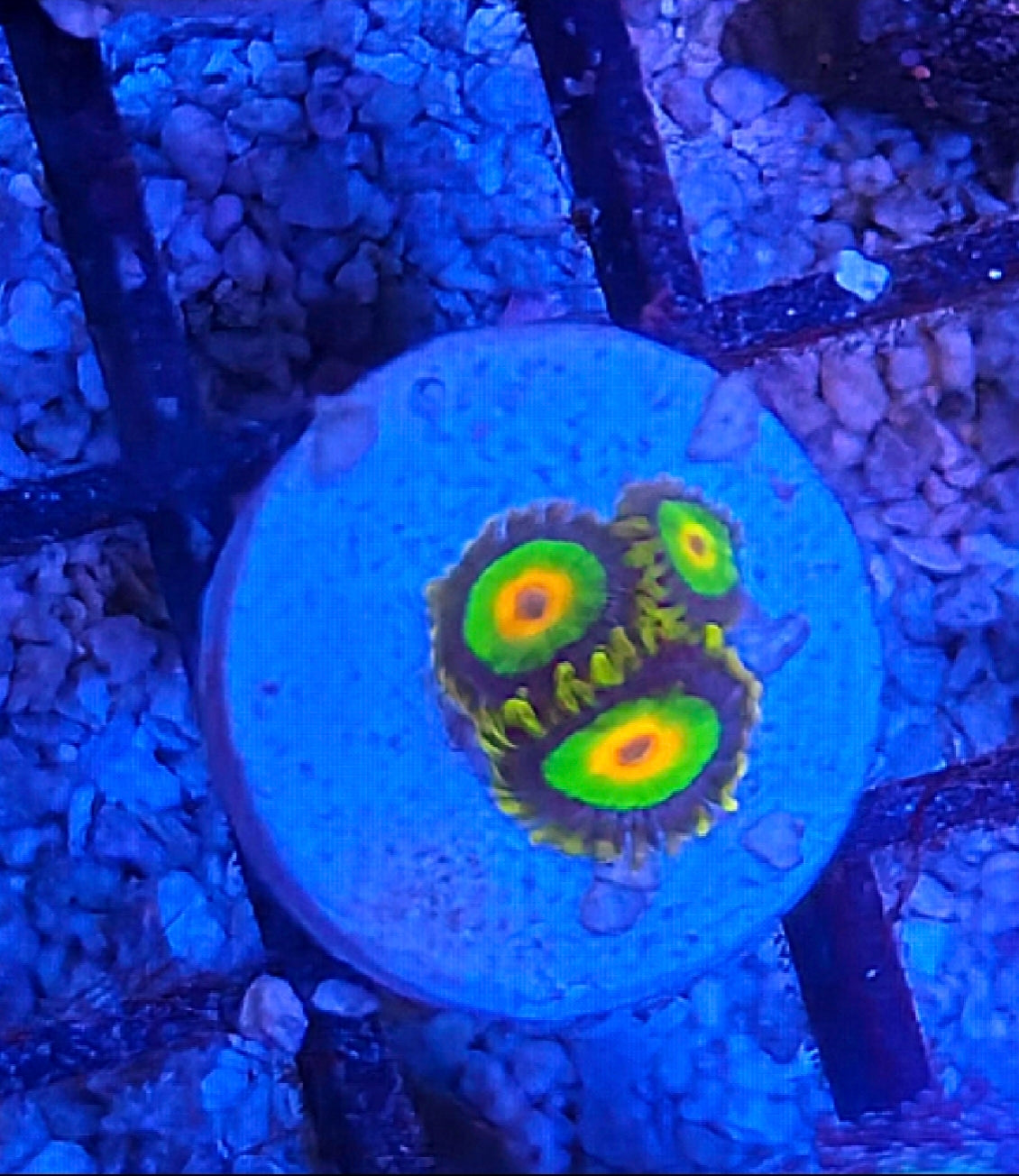 WYSIWYG Rasta Zoa 3 heads