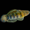 Dragon Goby Biota C.B