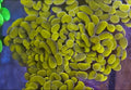 WYSIWYG True Yellow Hammer Coral Frag 2 Heads