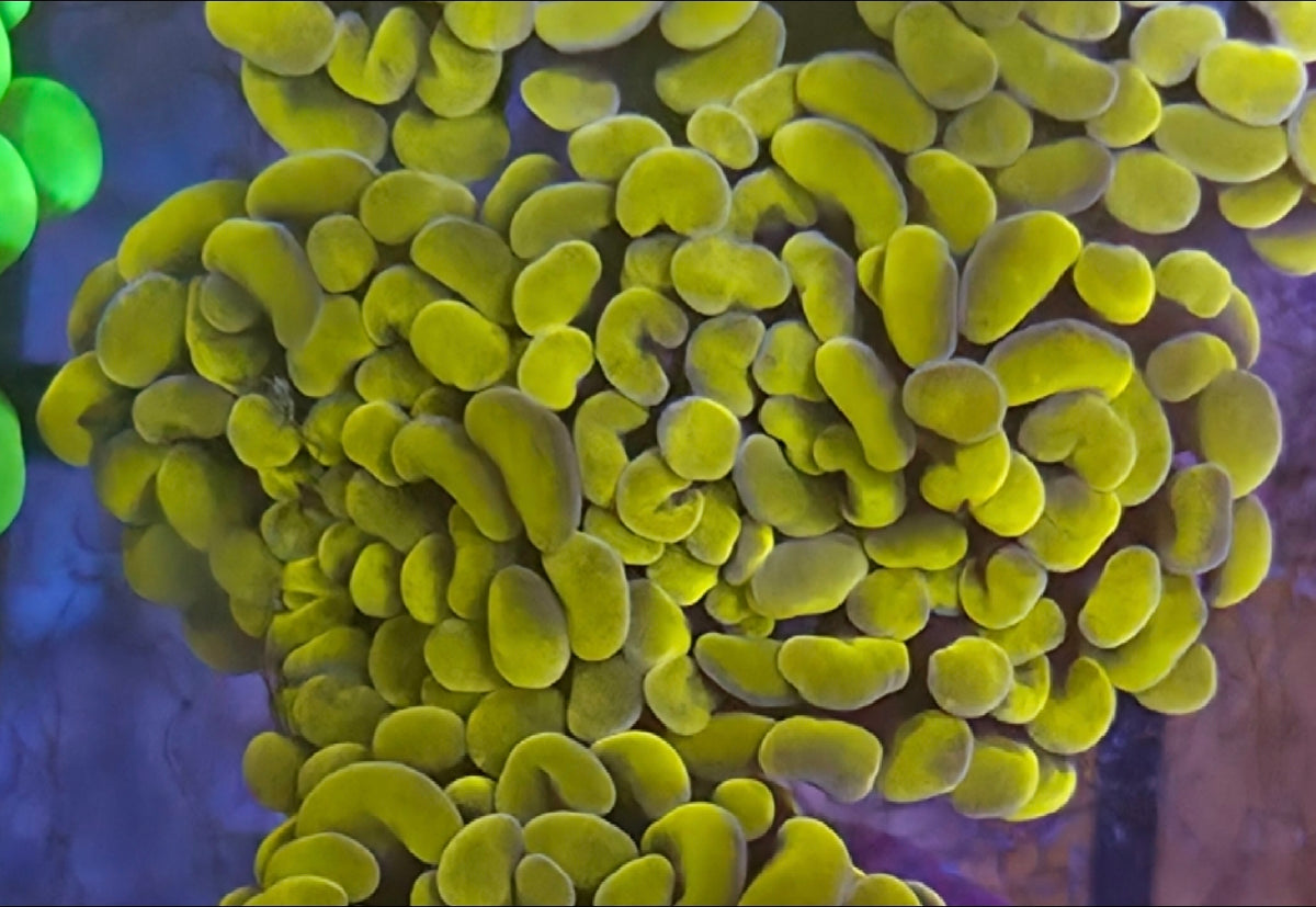 WYSIWYG True Yellow Hammer Coral Frag 2 Heads