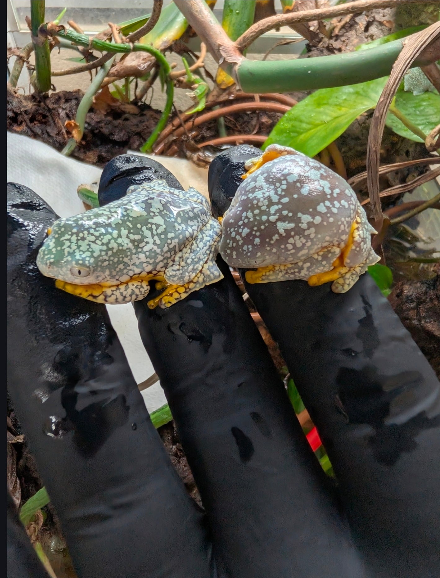 Cruziohyla craspedopus/Amazon Fringe Leaf Tree Frog Juvys 3 month guarantee - Shipwreck Cove Corals