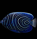 Emperor Angel Fish Juvy