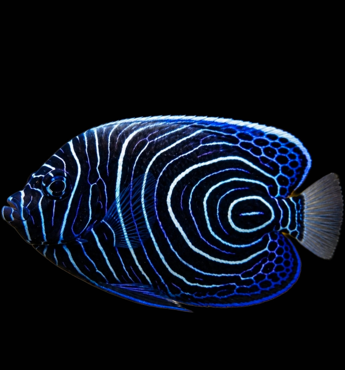 Emperor Angel Fish Juvy