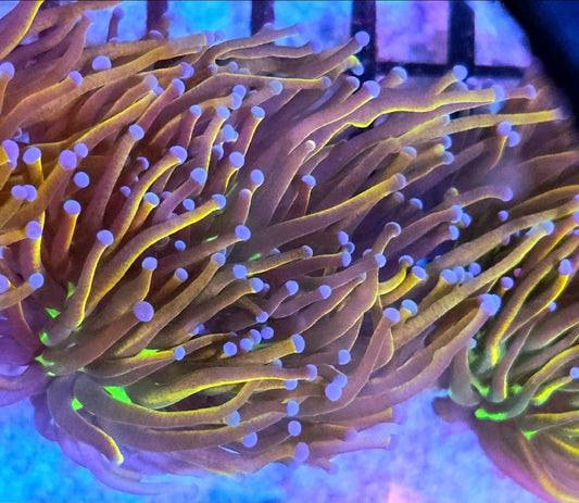 WYSIWYG Ultra Indo Gold Torch coral 2 head