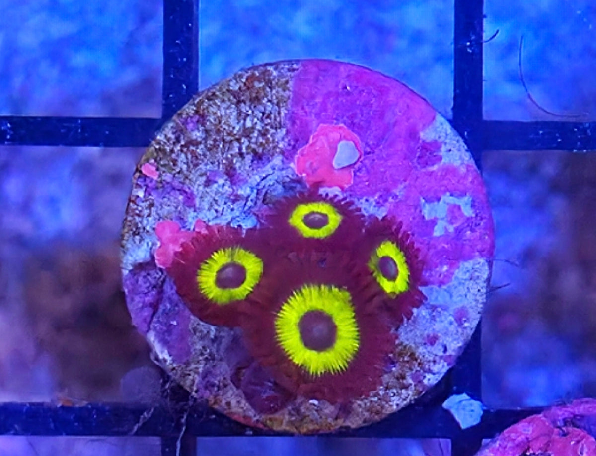 WYSIWYG Belladonna Zoa Coral Frag 4 Heads