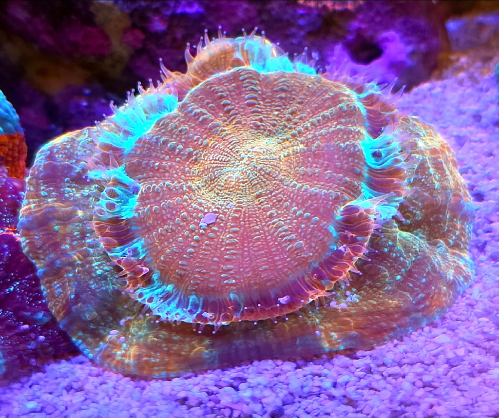 WYSIWYG Yellow Rainbow Acantho Coral