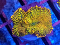 WYSIWYG Ultra Orange And Green Rhodactus Mushroom Coral Frag 2 Heads