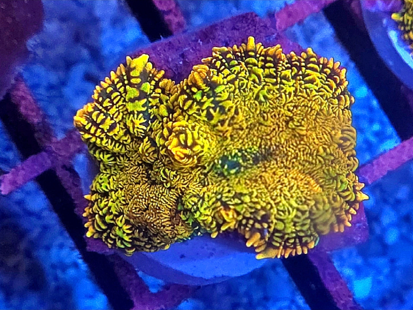 WYSIWYG Ultra Orange And Green Rhodactus Mushroom Coral Frag 2 Heads