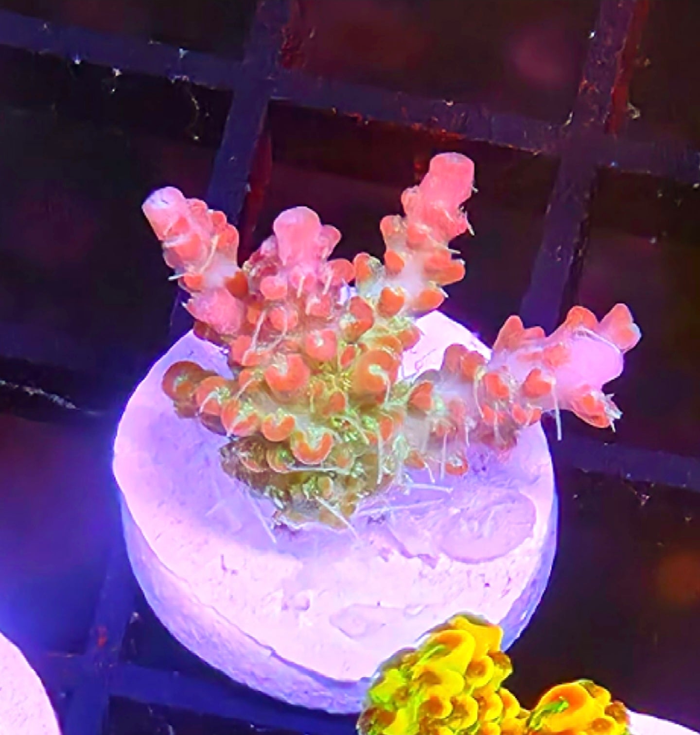 WYSIWYG Raspberry Fields Acro Coral Frag