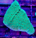 WYSIWYG Chilli Pepper Monti Coral Frag