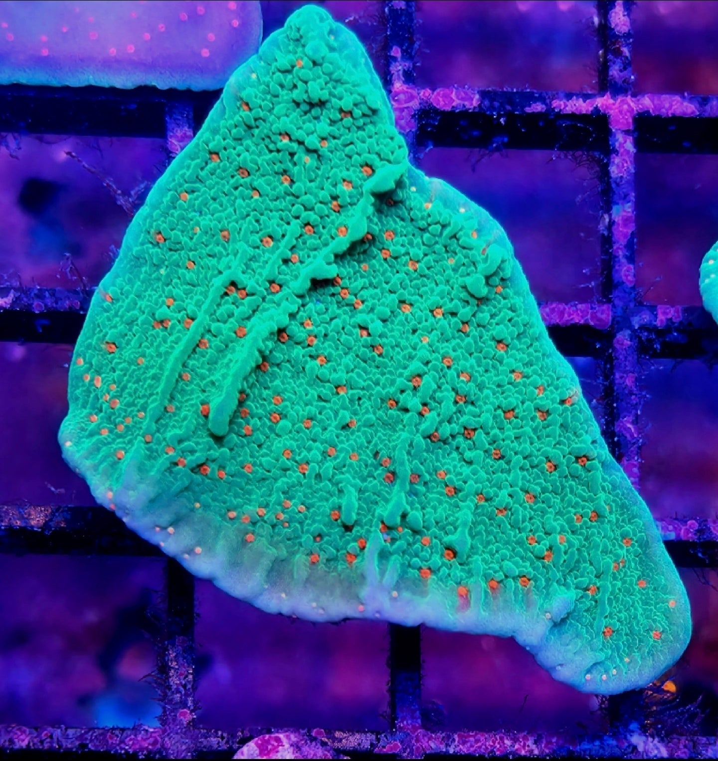 WYSIWYG Chilli Pepper Monti coral frag