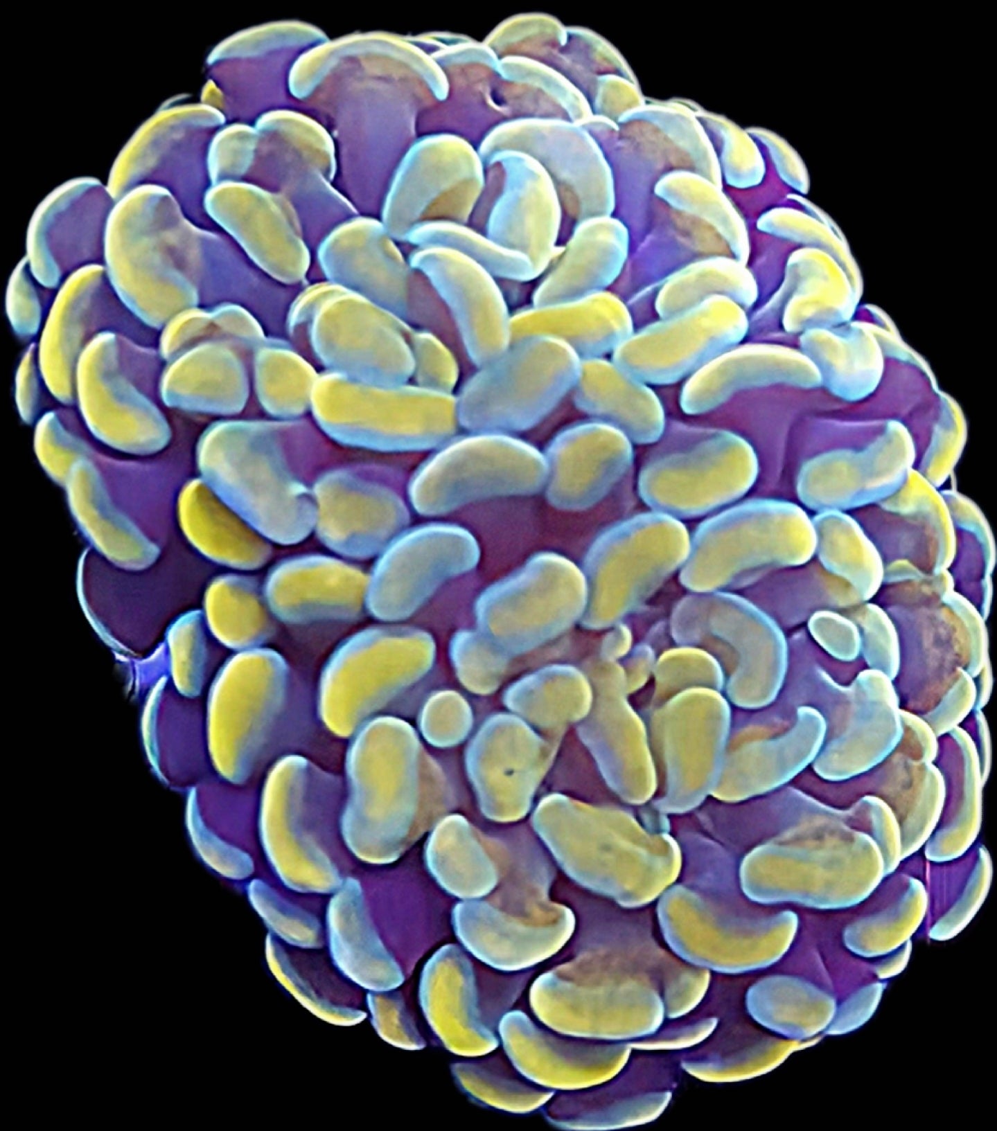 WYSIWYG Gold and Blue hammer coral frag 2 heads