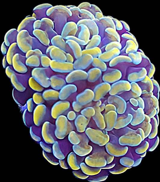 WYSIWYG Gold and Blue hammer coral frag 2 heads