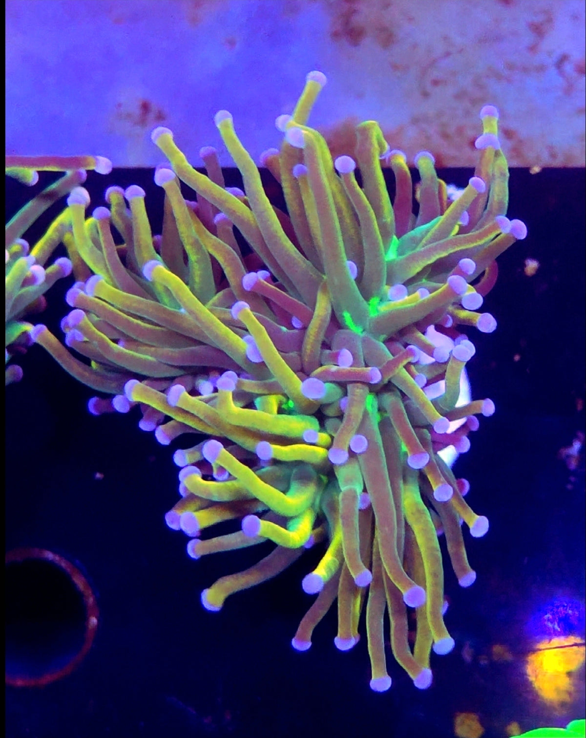 WYSIWYG Rapunzel Torch Coral