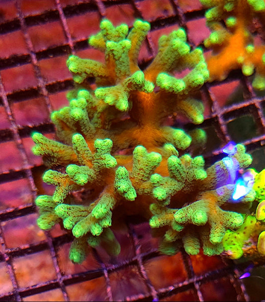 WYSIWYG Neon Green Stylo Coral colony - Shipwreck Cove Corals