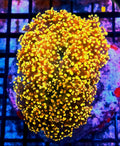 WYSIWYG Orange Giant head Octospawn Coral (rare) 1 Large Head