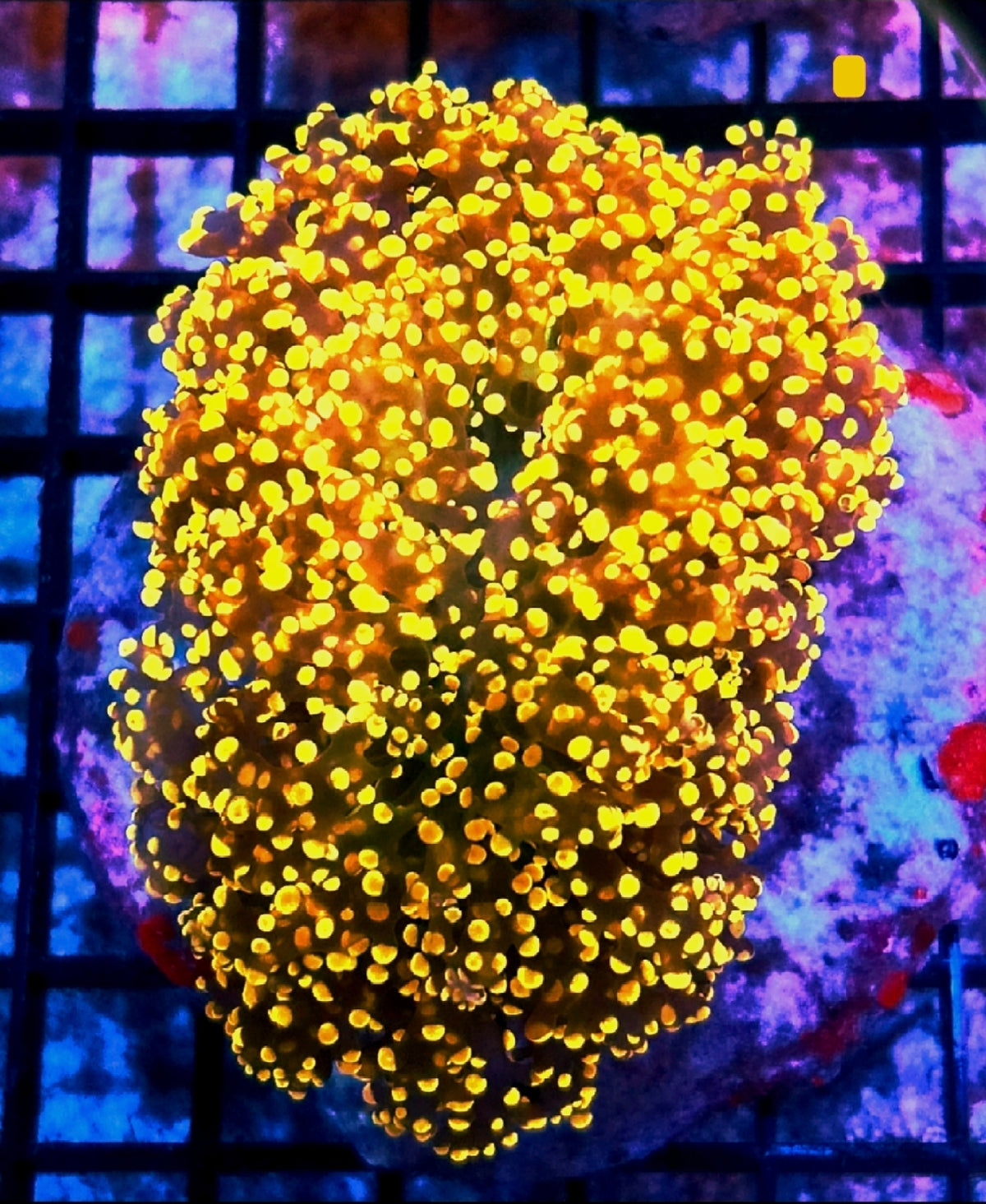 WYSIWYG Orange Giant head Octospawn Coral (rare) 1 Large Head