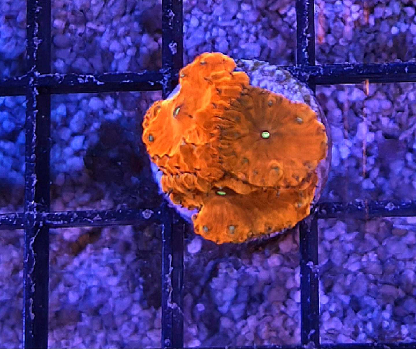 WYSIWYG Red Blasto frag 3 heads