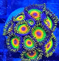 WYSIWYG Rasta Zoa Coral Frag 10+ Heads