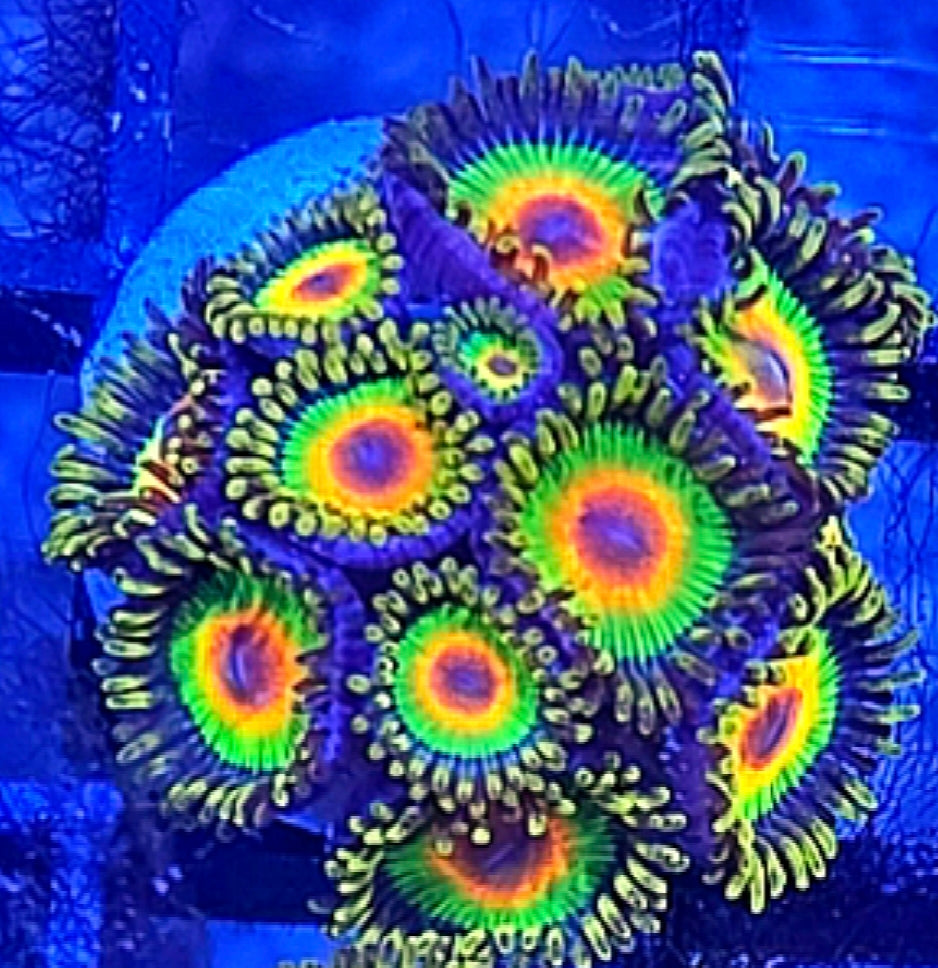 WYSIWYG Rasta Zoa Coral Frag 10+ Heads