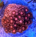 WYSIWYG Red Goniopora Colony