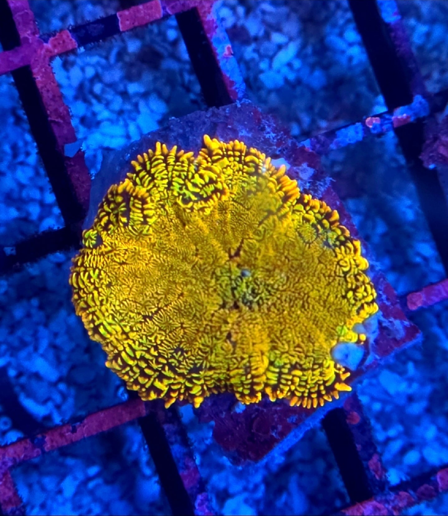 WYSIWYG Ultra Orange And Green Rhodactus Mushroom Coral Frag
