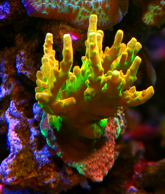 RDZ Golden Goblin SPS coral 1 frag