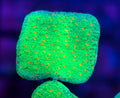 WYSIWYG Chilli Pepper Montipora SPS Coral Frag