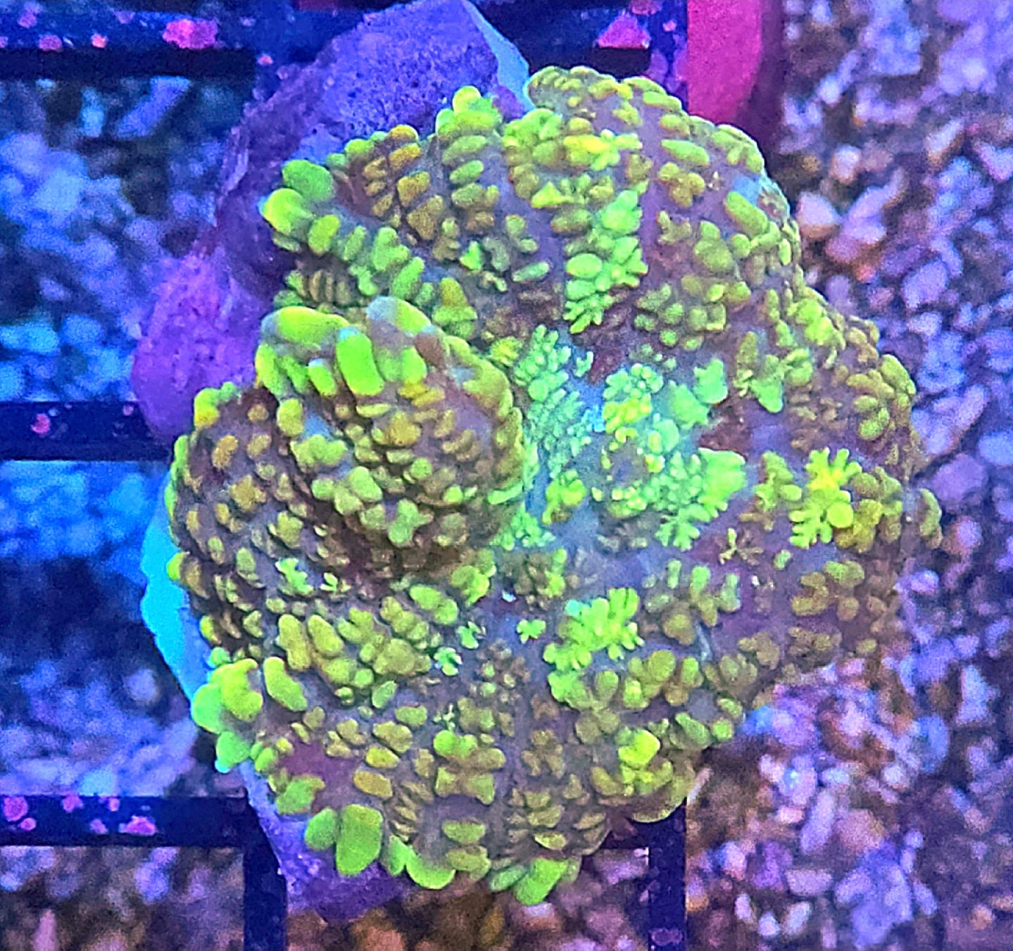 WYSIWYG Key Lime Rhodactus Coral Frag