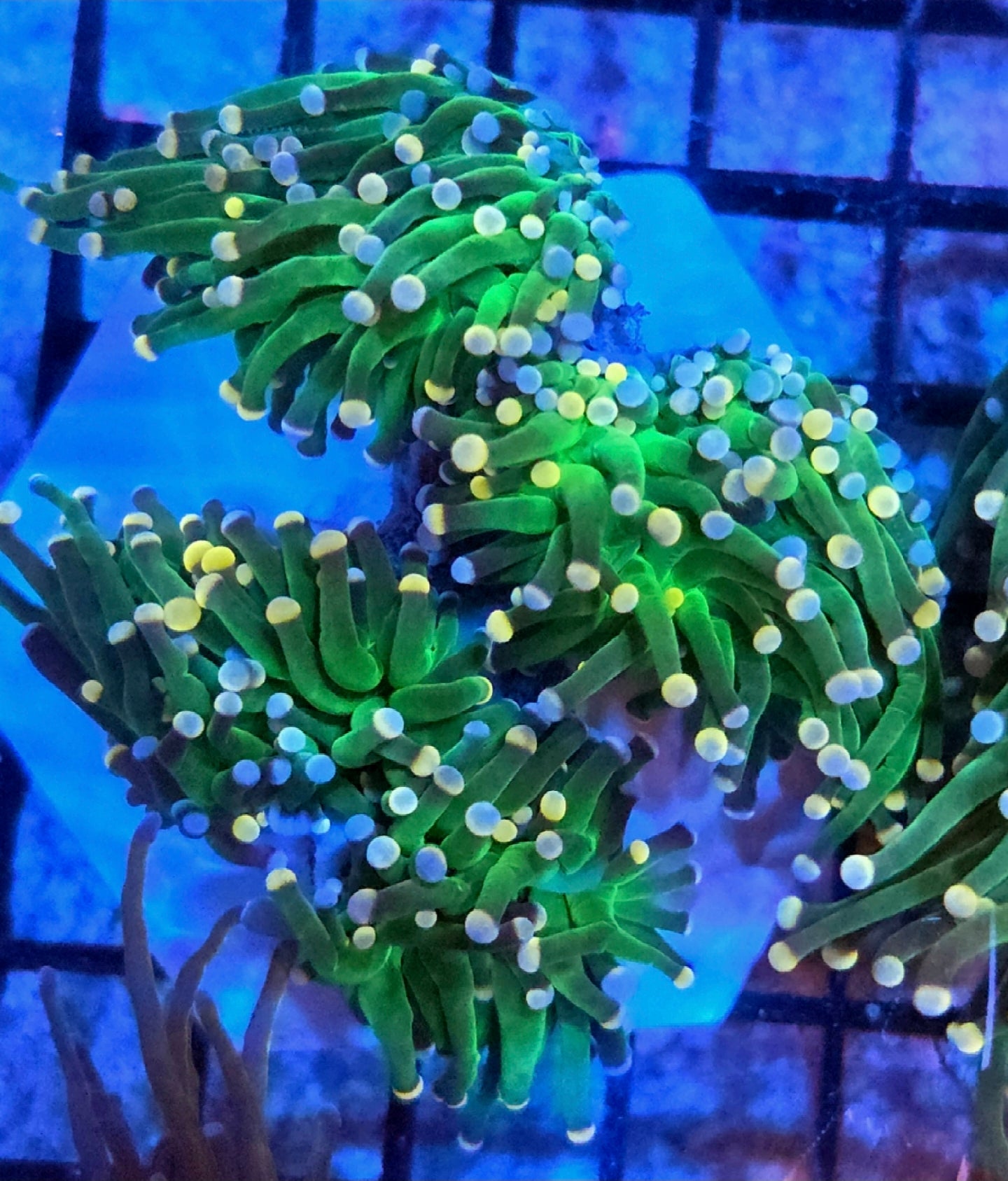 WYSIWYG Bubble Gum Torch Coral 4 Heads
