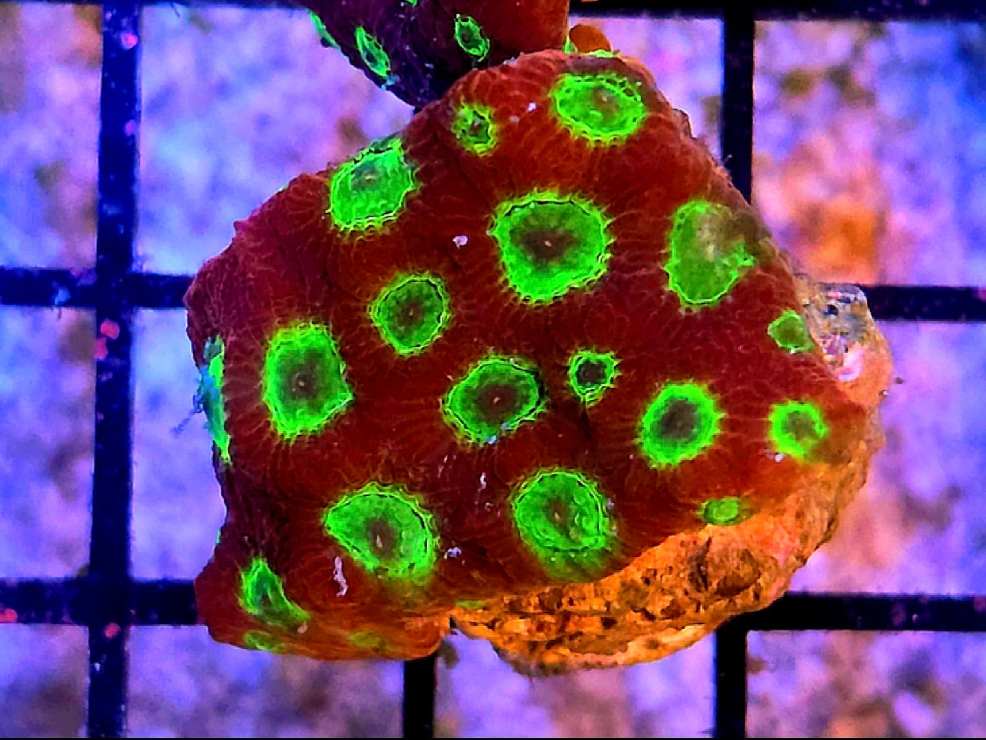 WYSIWYG Sector 001 Favia Coral Frag