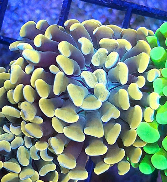 WYSIWYG Gold Hammer coral frag