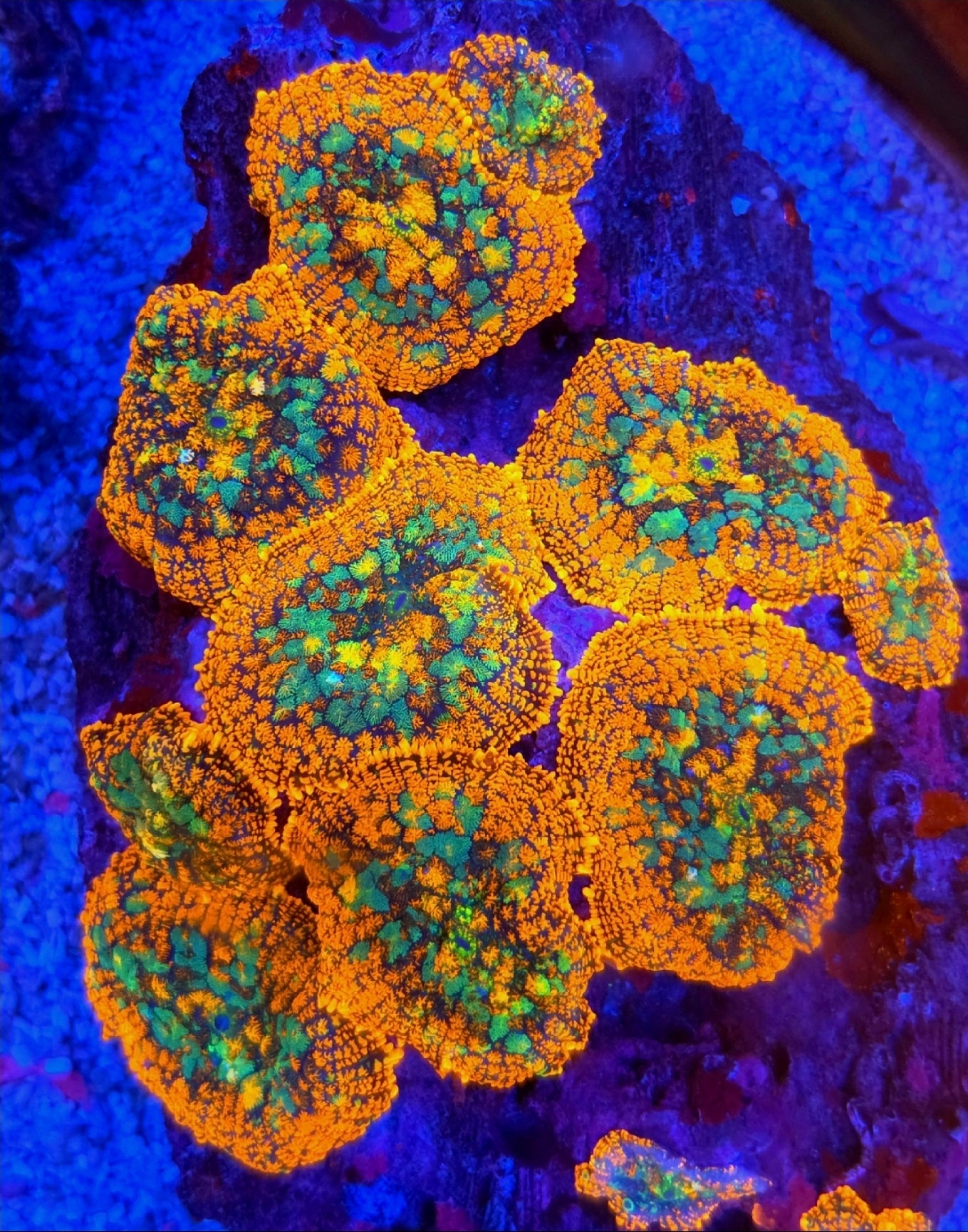 Rainbow Drop Rohdactus Mushroom Coral Frag 1 Mushroom