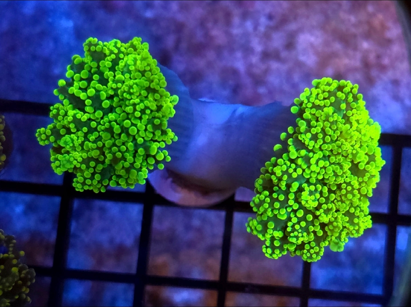 WYSIWYG 2 Heads Neon Green Octo Coral Frag