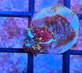 WYSIWYG RDZ Acia Blast Discosoma Mushroom Coral Frag
