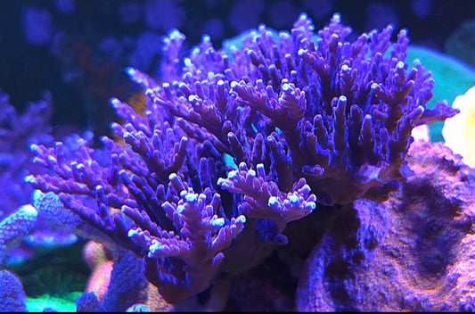Purple Valida Acro Frag Large