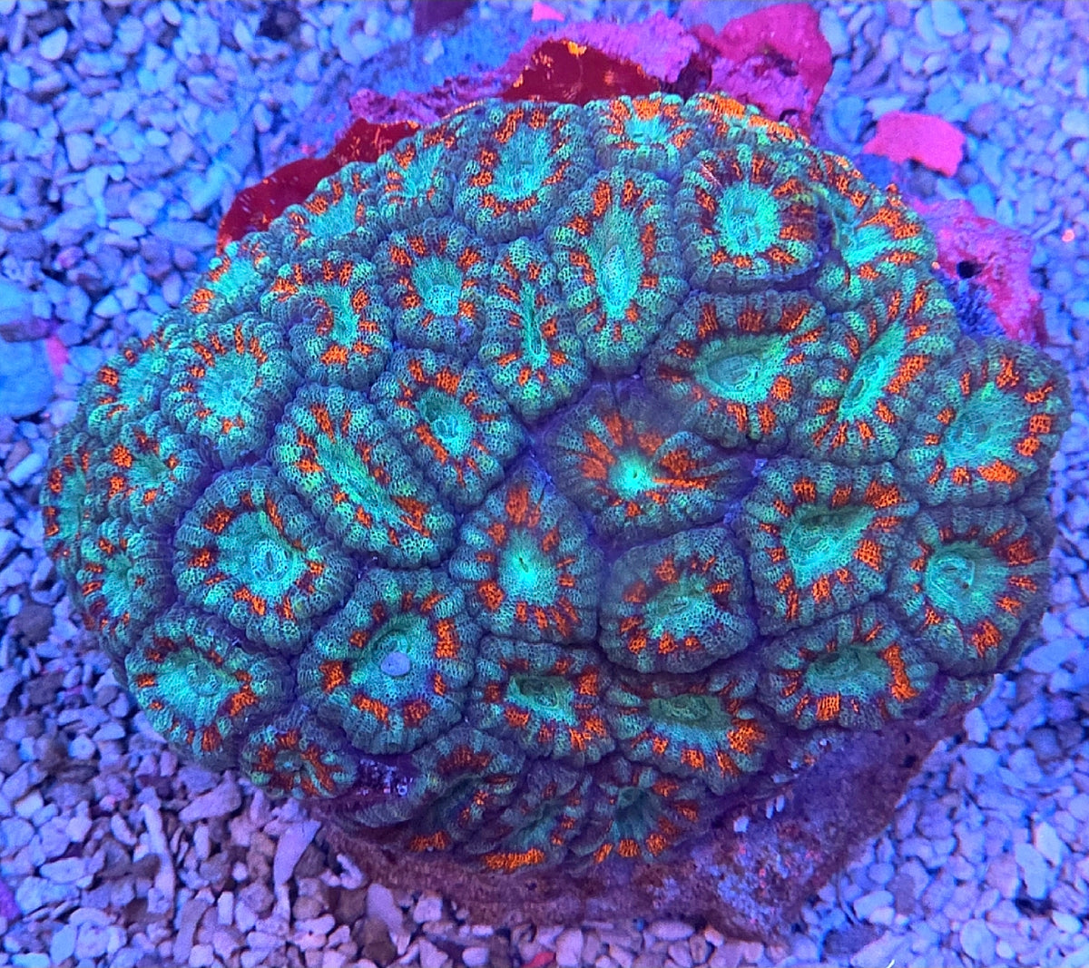 Fire and Ice Acan Coral 2 heads