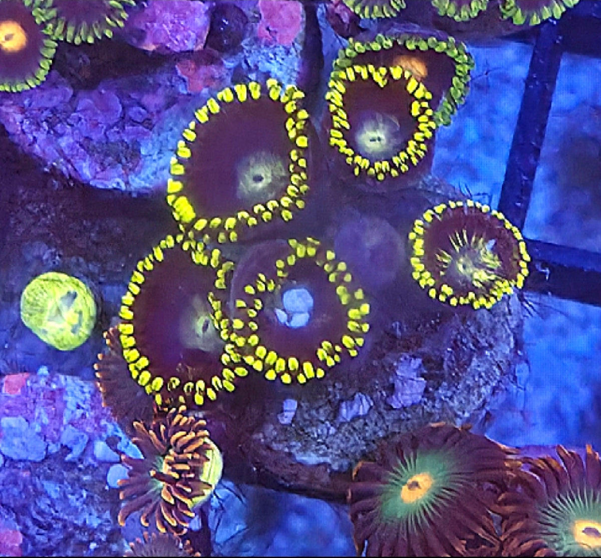 WYSIWYG Sonic Zoa Coral Frag 5 Heads