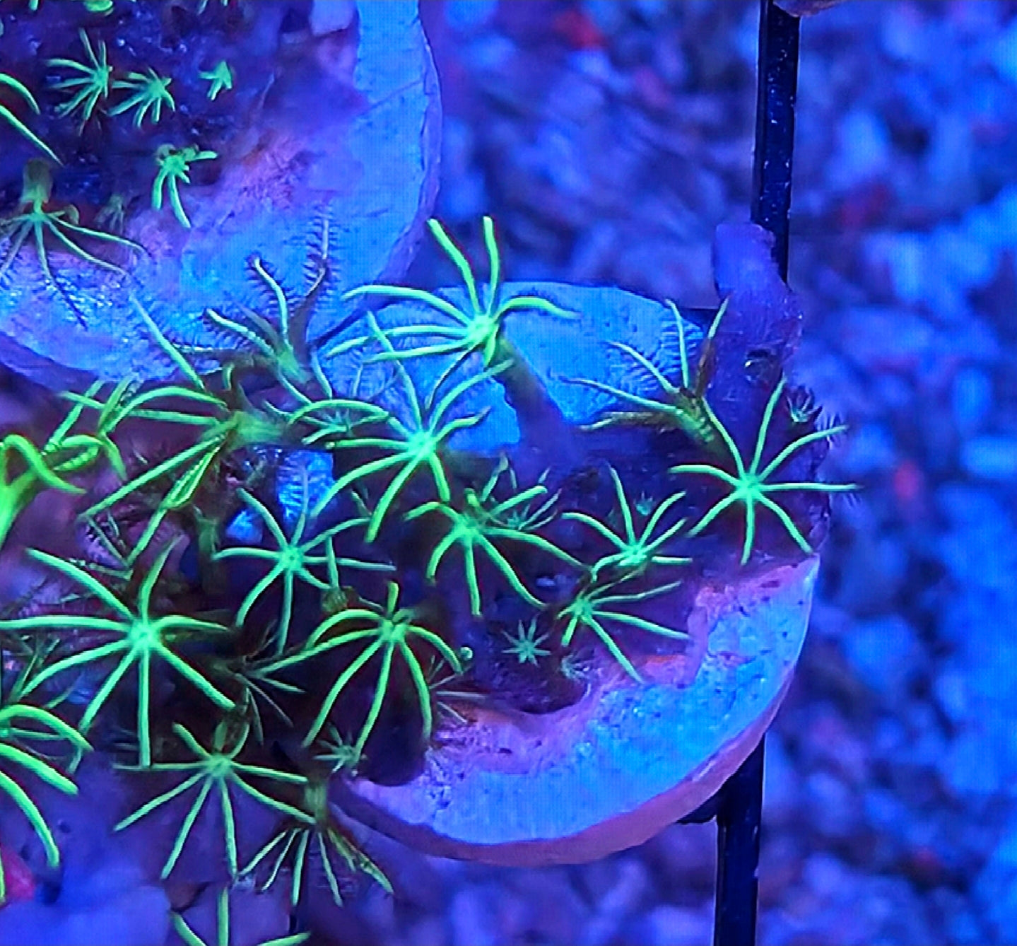 WYSIWYG Kellys GSP Coral Frag