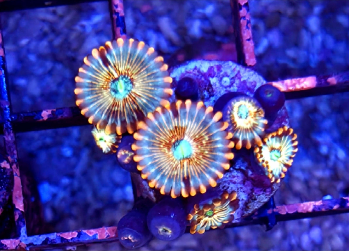 WYSIWYG Blue Agave Zoa Coral Frag 6 Heads