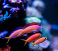 Dispar Anthias - Shipwreck Cove Corals