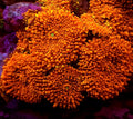 Neon Orange Yuma Mushroom Coral 1 Yuma frag - Shipwreck Cove Corals