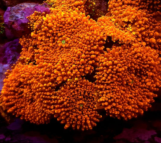Neon Orange Yuma Mushroom Coral 1 Yuma frag - Shipwreck Cove Corals