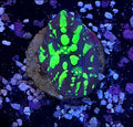 WYSIWYG Toxic Pie Chalice Coral Frag