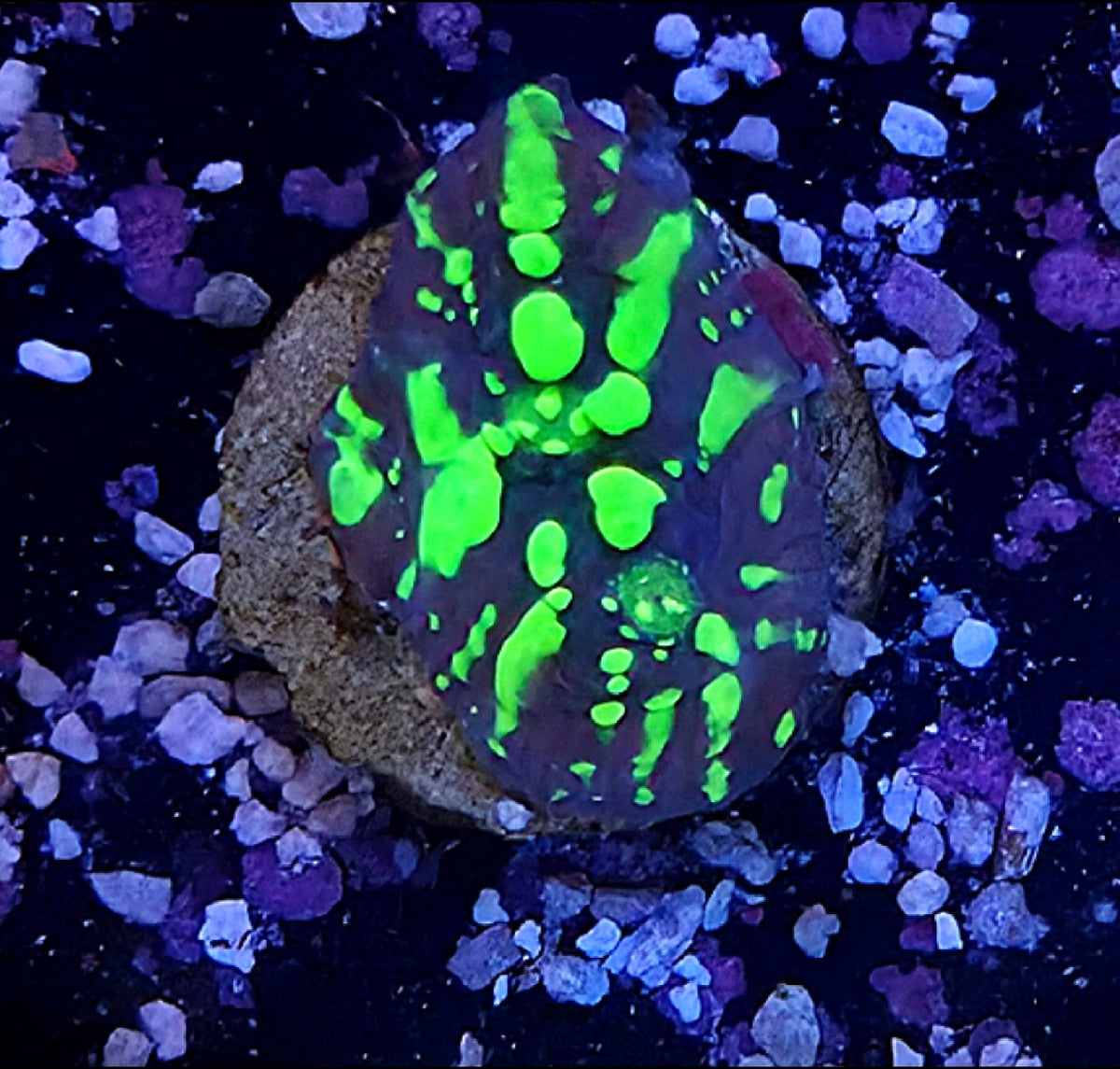 WYSIWYG Toxic Pie Chalice Coral Frag