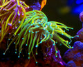 WYSIWYG Holly Guacamole Torch Coral Frag 2 Heads