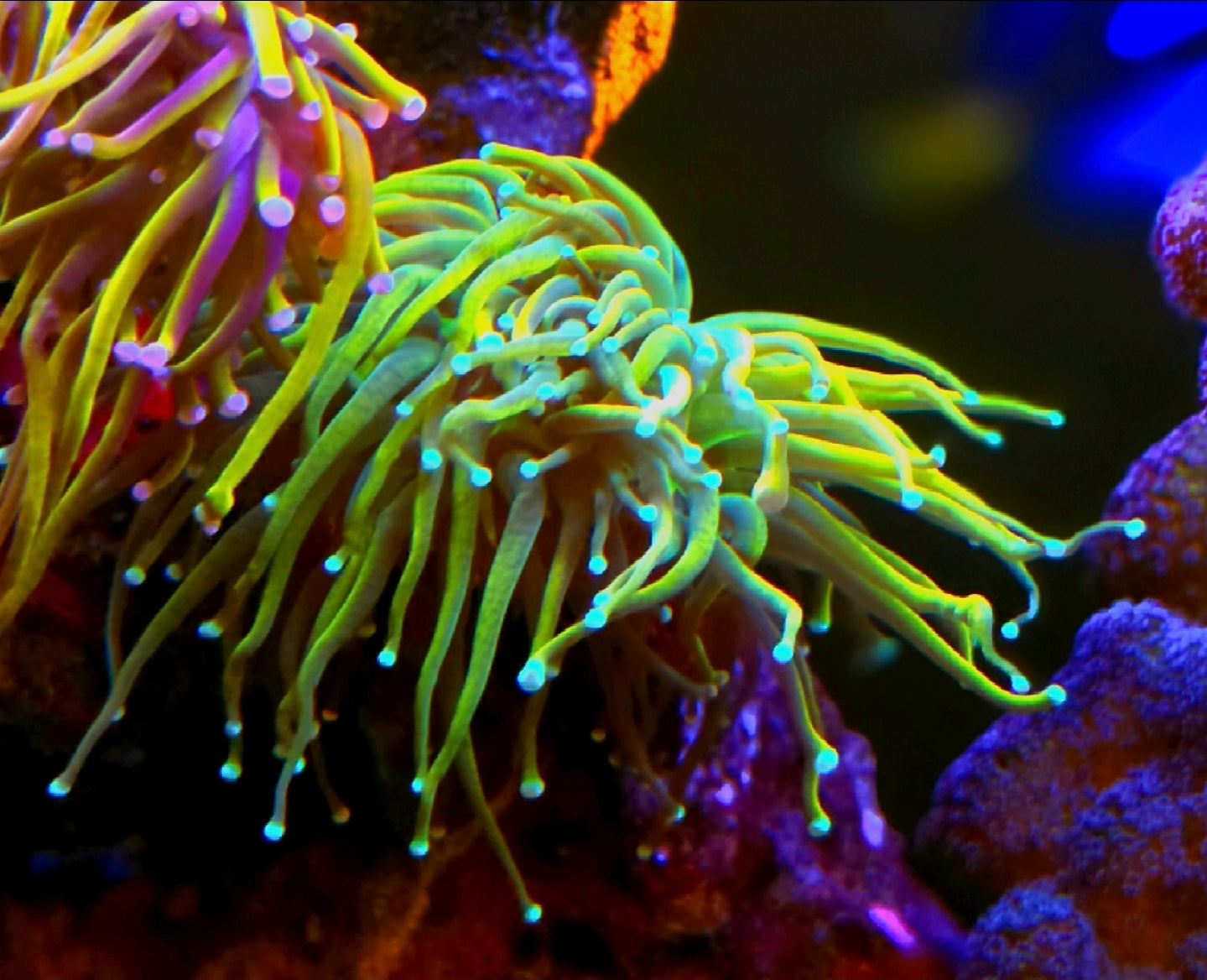 WYSIWYG Holly Guacamole Torch Coral Frag 2 Heads