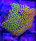 WYSIWYG Rainbow Monti Coral Frag