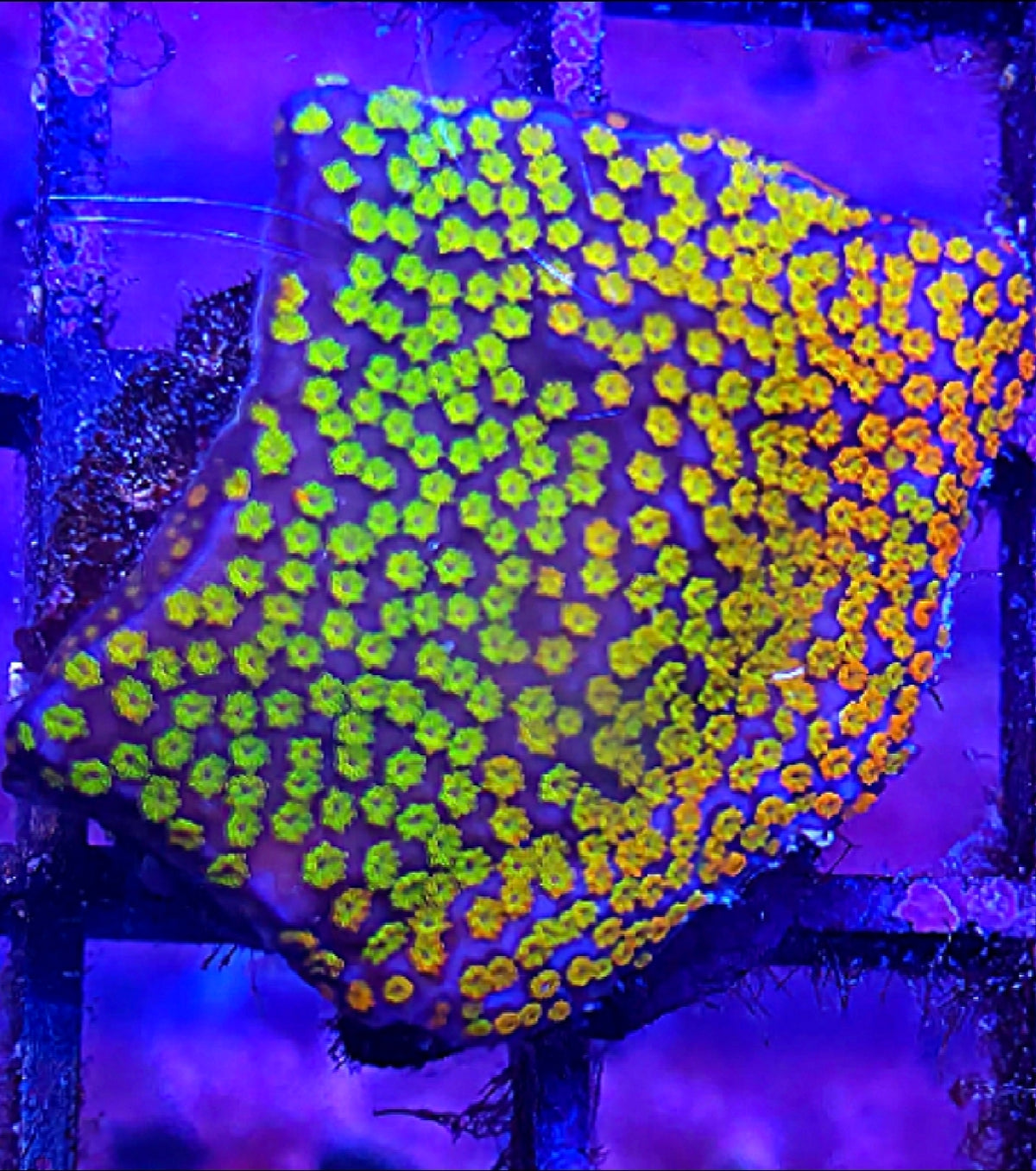 WYSIWYG Rainbow Monti Coral Frag