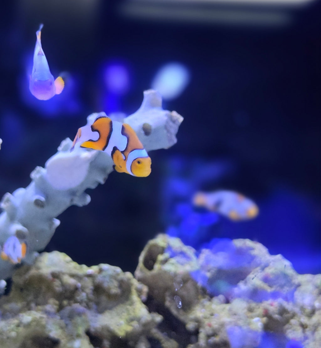 Onyx picasso clown fish